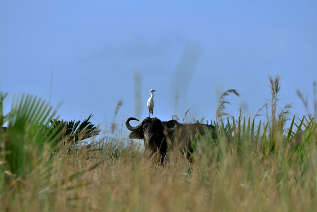 A white egret rests on a head of a buffalo in the savannah grasslands of Queen Elizabeth National Park in western Uganda. Photo by EDGAR R. BATTE